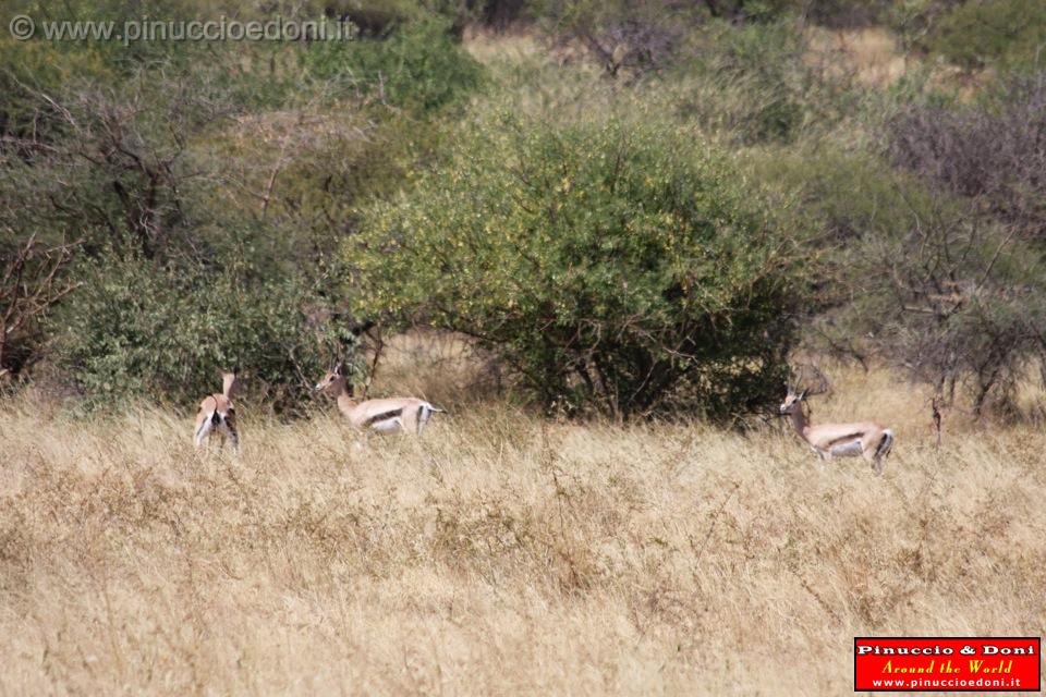 Ethiopia - Netch Sar Park - 69 - Antilopi Bushbuck.jpg